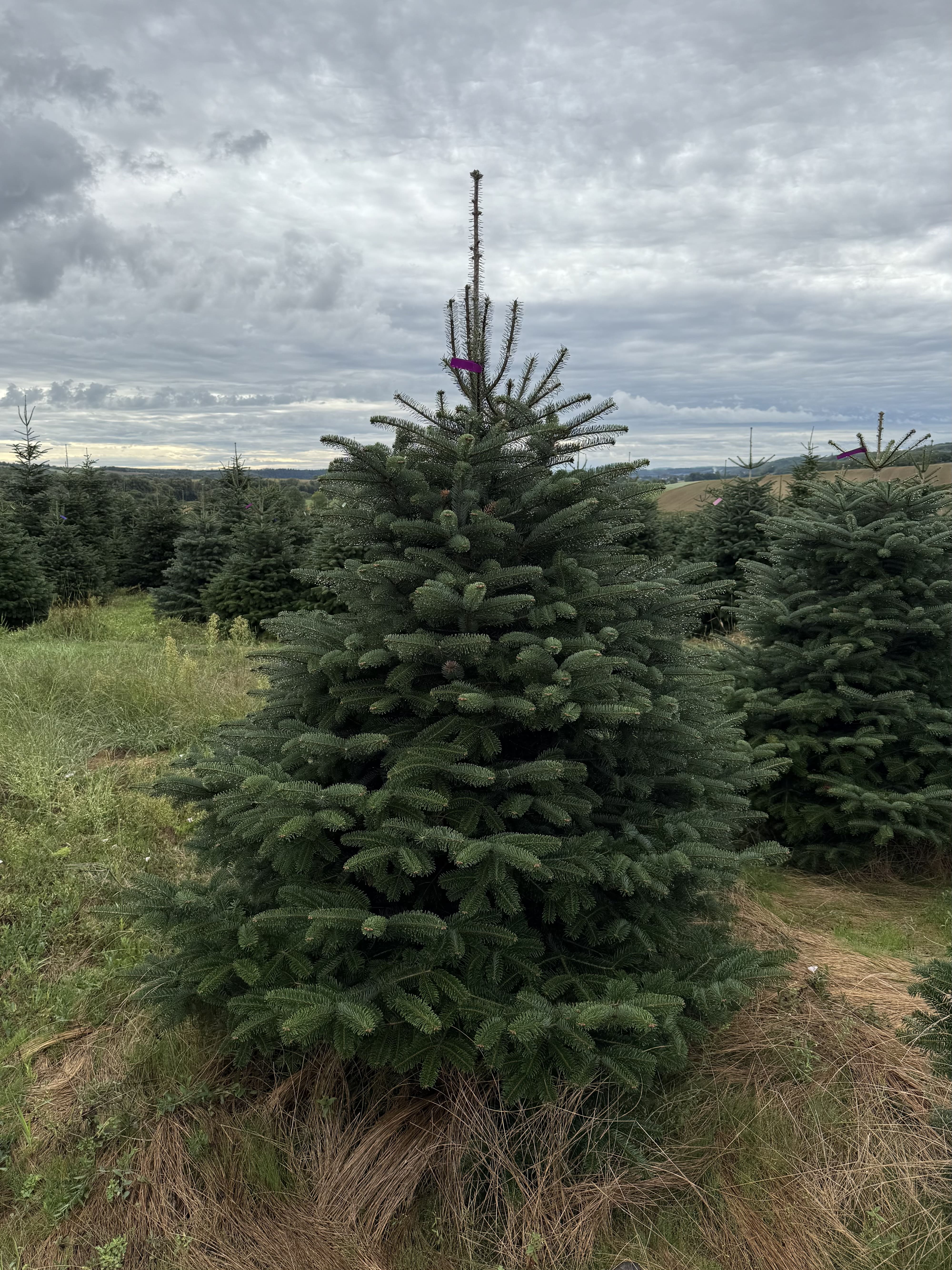 Ялиця Нордман 1.75-2 м