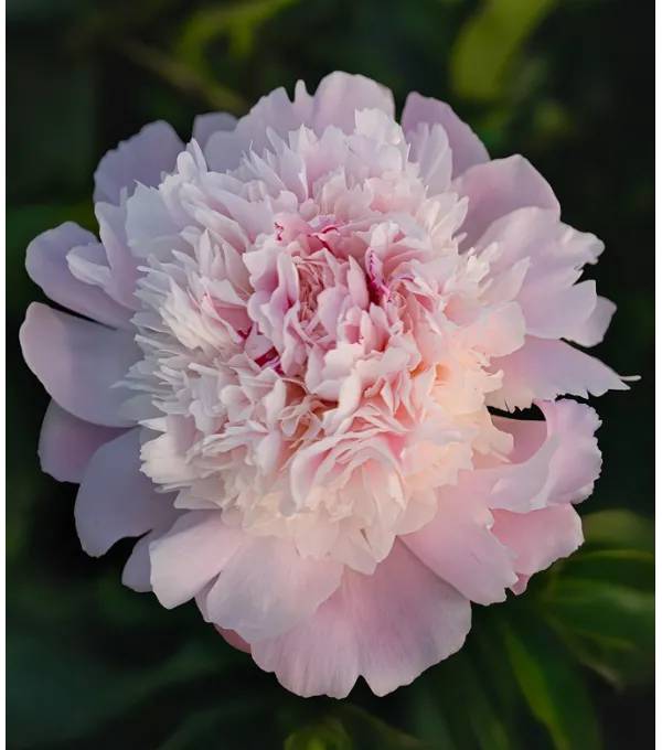 Півонія Алерті