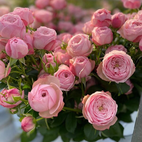 Мейнсфілд Пінк Парк — Mansfield Pink Park