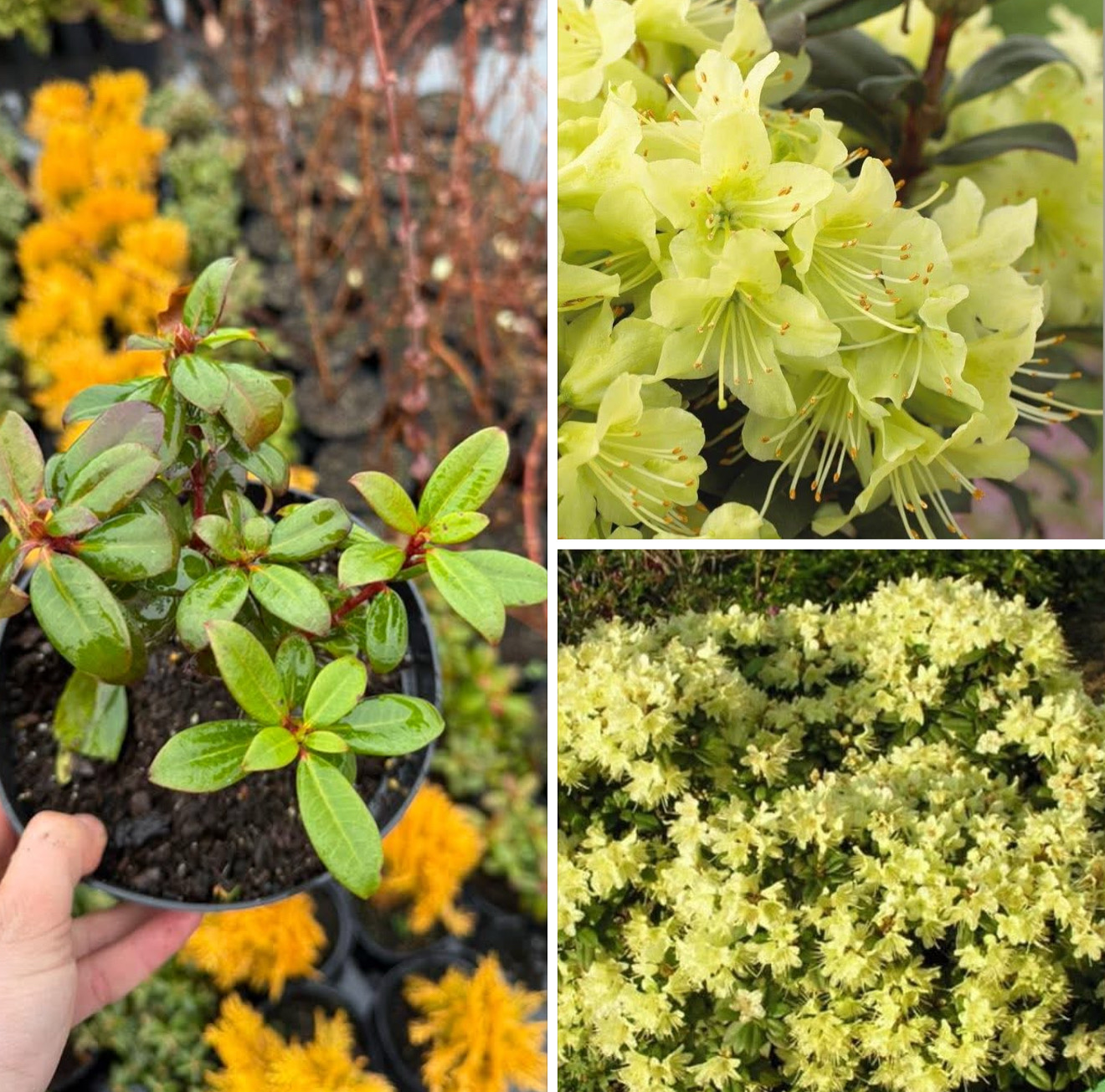 Рододедрон карликовий принцеса Анна