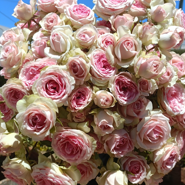 Дінара (спрей) — Dinara