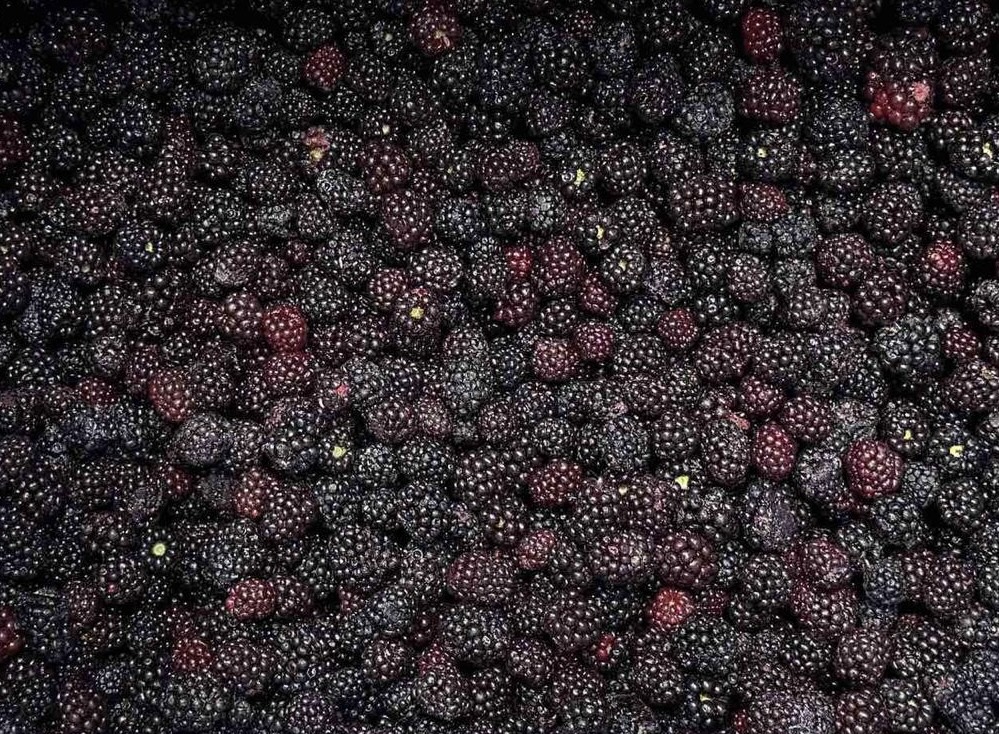 Frozen Blackberry Cultivated