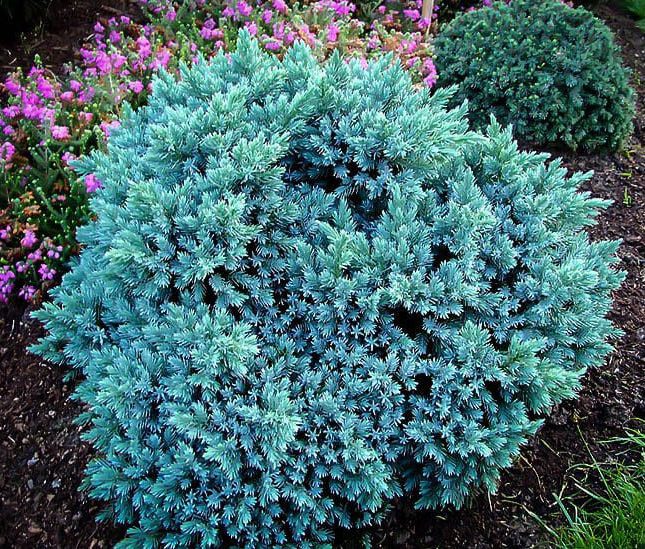 Ялівець лускатий Blue Star