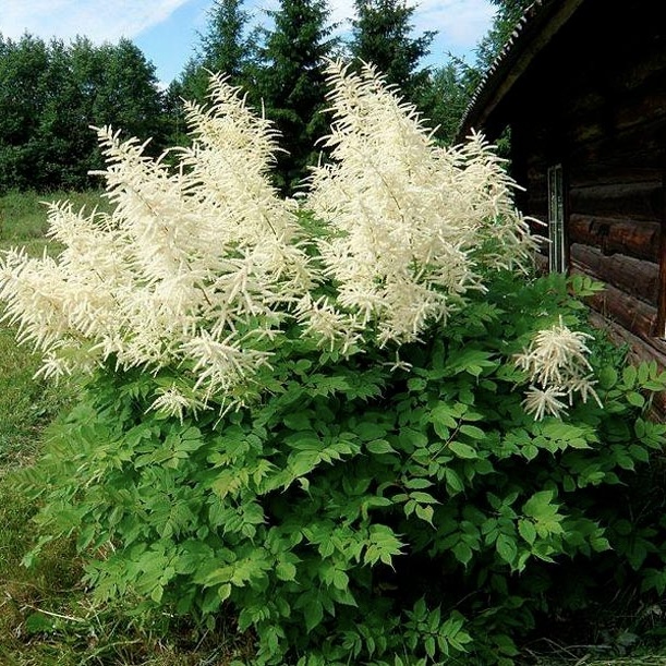 Волжанка (таволжник) в 2л. горщику