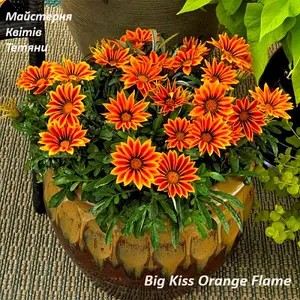 Газанія Big Kiss Orange Flame в горщику р.10.
