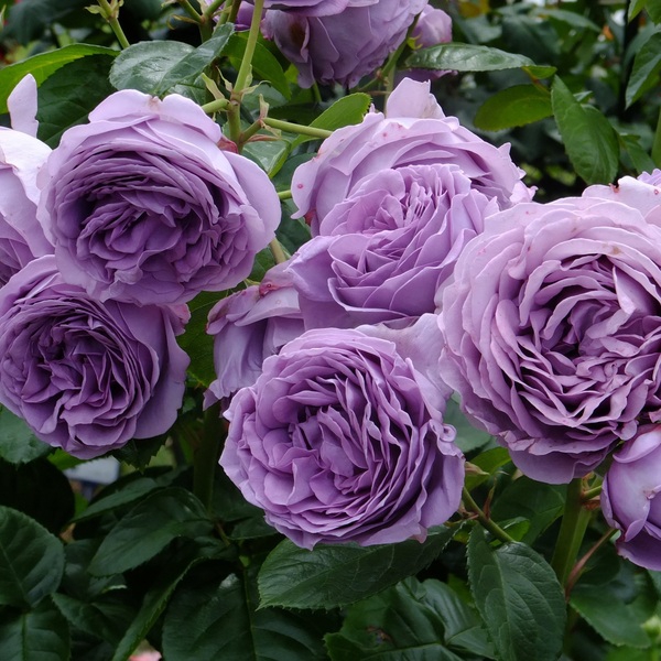 Блу скай фрілендер — Blue sky freelander