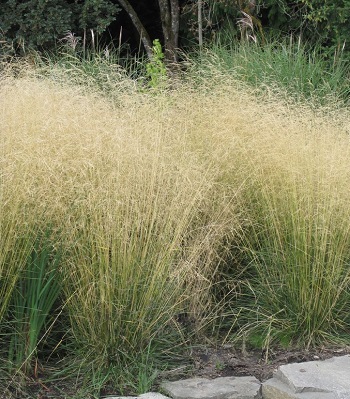 🌾 Deschampsia caespitosa "Goldschleier"