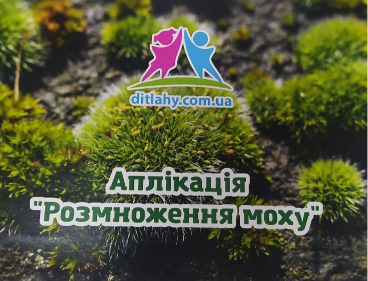 Аплікація "Розмноження моху".