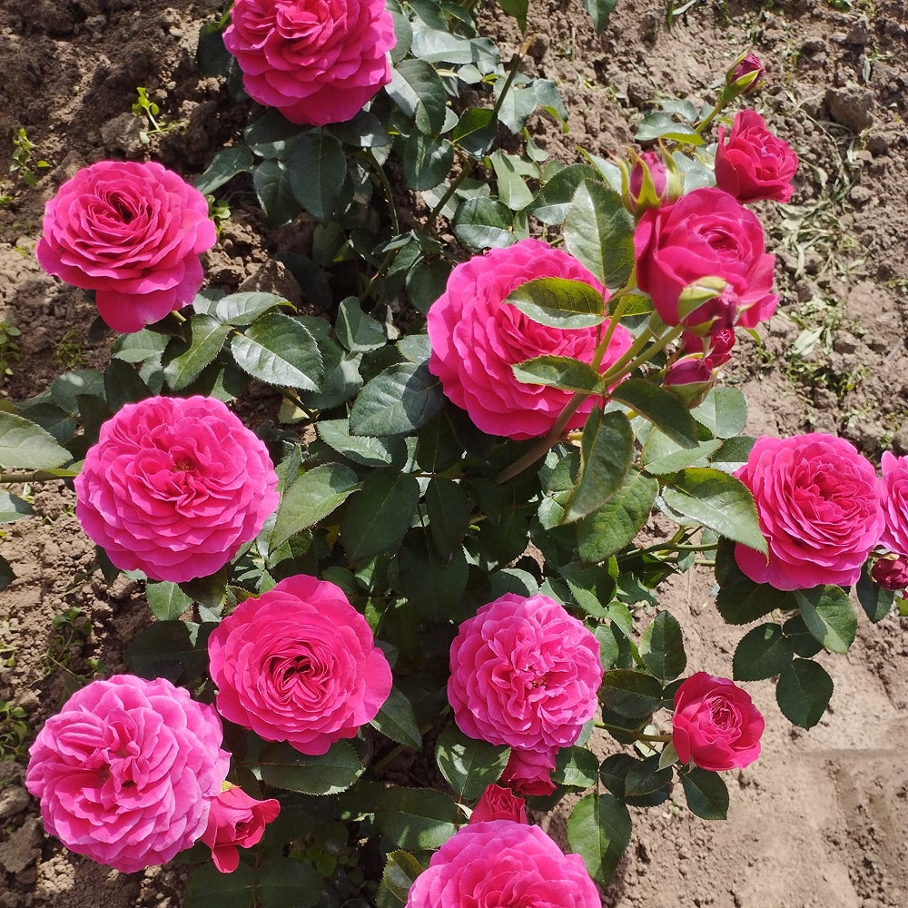 Дарсі Бассел (Darcey Bussell)