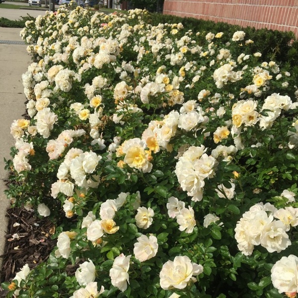 Попкорн Дріфт — Popcorn Drift