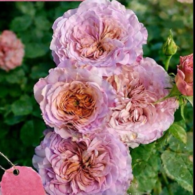 Ritual — Ритуал