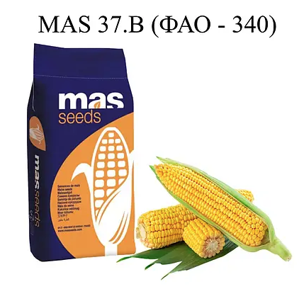 Насіння кукурудзи MAS 37.В Майсадур ФАО 340 Кукурудза високої врожайності