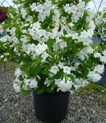 🌺 Вейгела квітуча Bristol Snowflake (Вейгела 