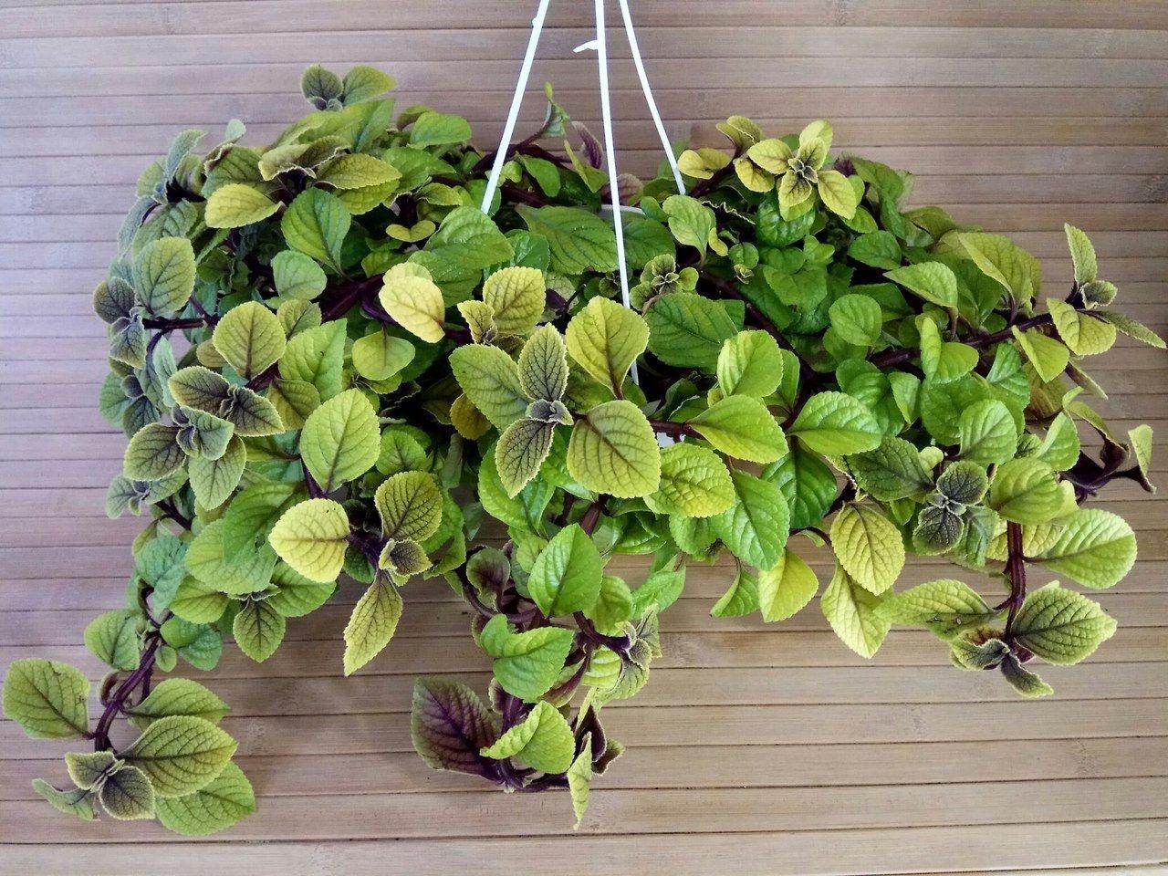 Плектрантус Nico (касетна розсада)