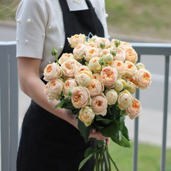 Світ Каталіна — Sweet Catalina