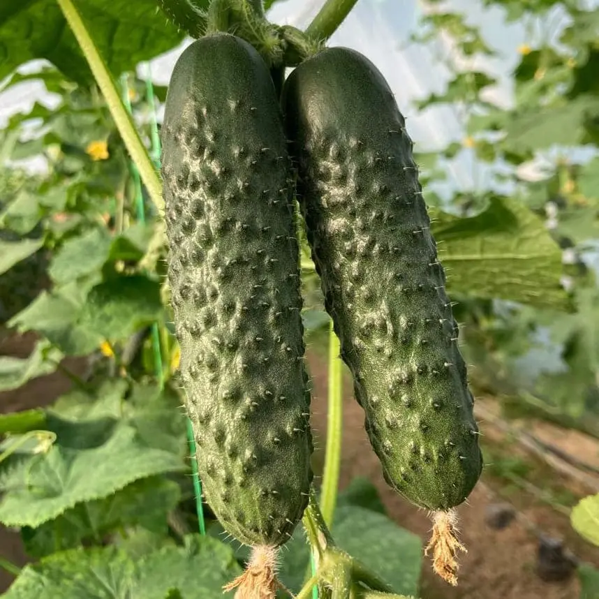 ES 22025 F1 - Огірок Партенокарпічний, Ergon seeds 100 нас