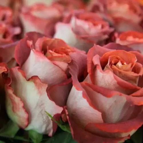 Гіннес (Guinness)