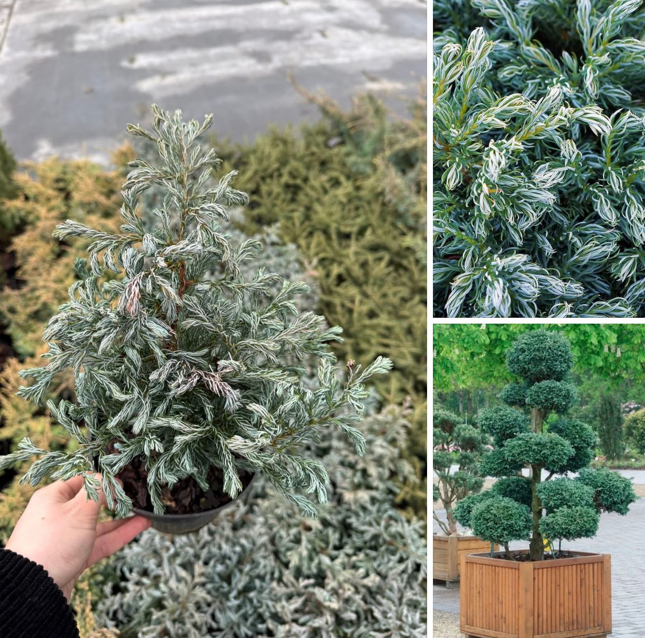 Кипарисовик Булейвард 2 л