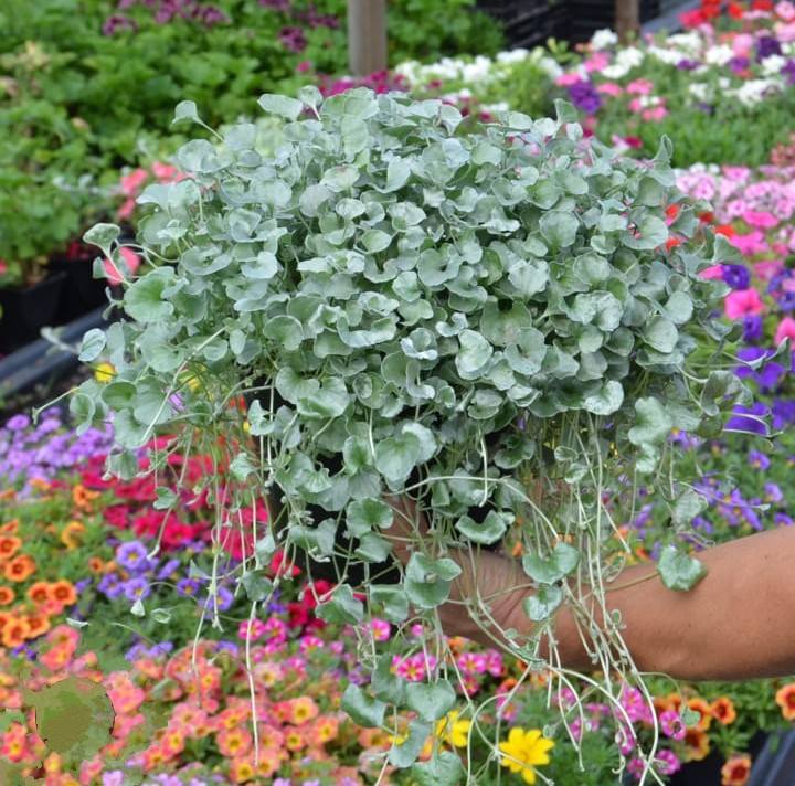 Діхондра Silver Surfer ( касетна розсада)