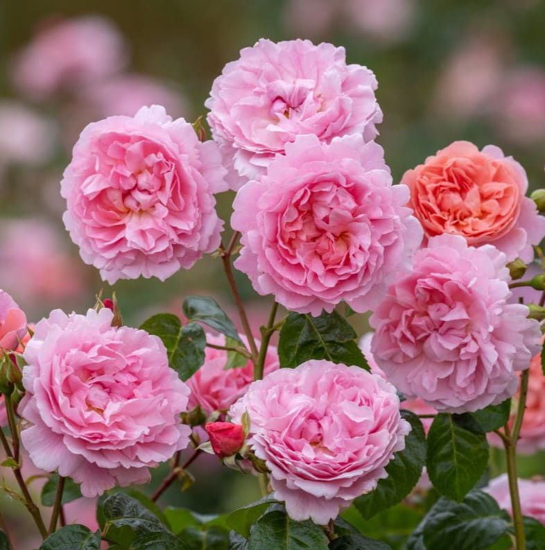 Строберрі Хіл (Strawberry Hill)