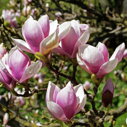 Магнолія Суланжа