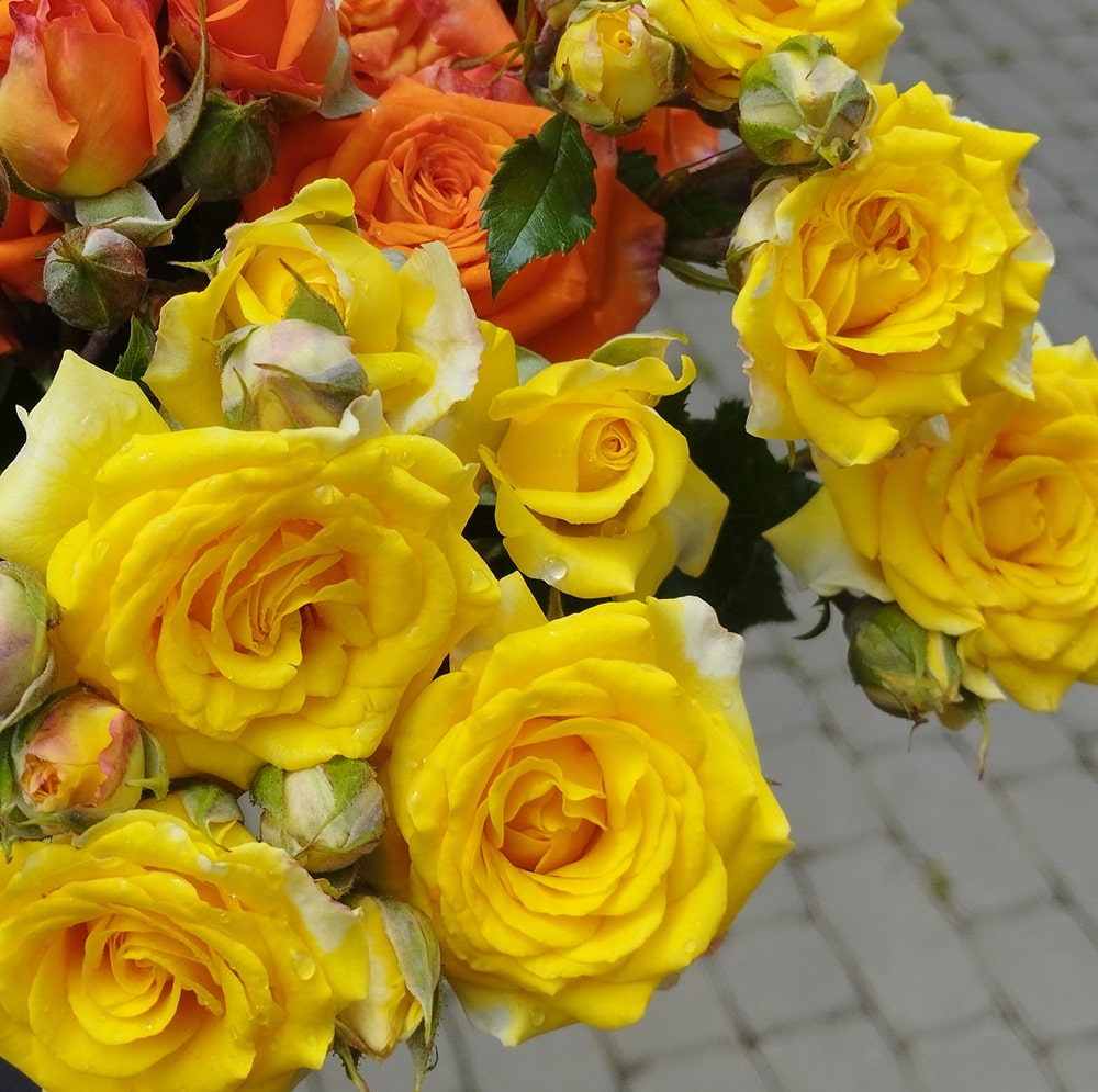 Еллоу Бебі (Yellow Babe)