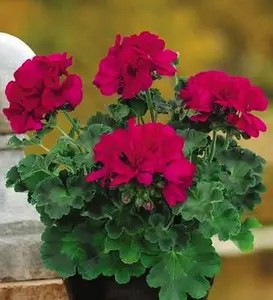 Пеларгонія напівампельна Champion(Caliope) Neon - касетна розсада