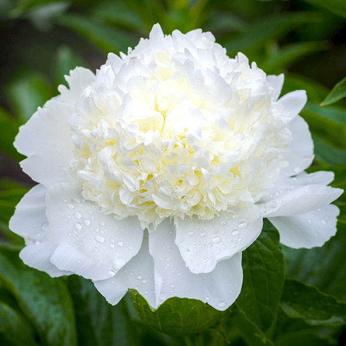 Півонія Чарльз Вайт