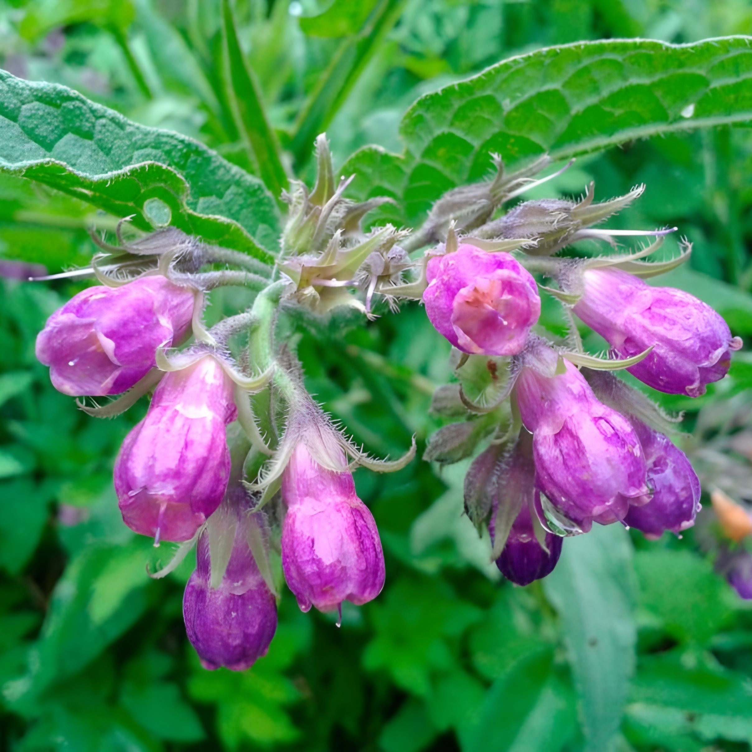 Живокост (корінь, подрібнений)