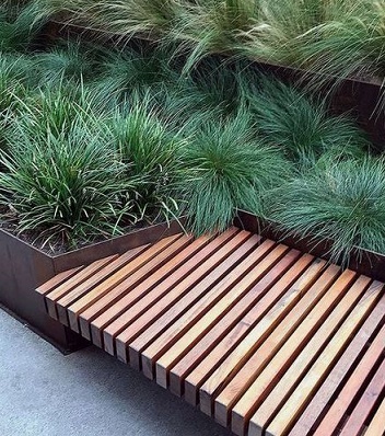 🌾 Carex "Blue Zinger"