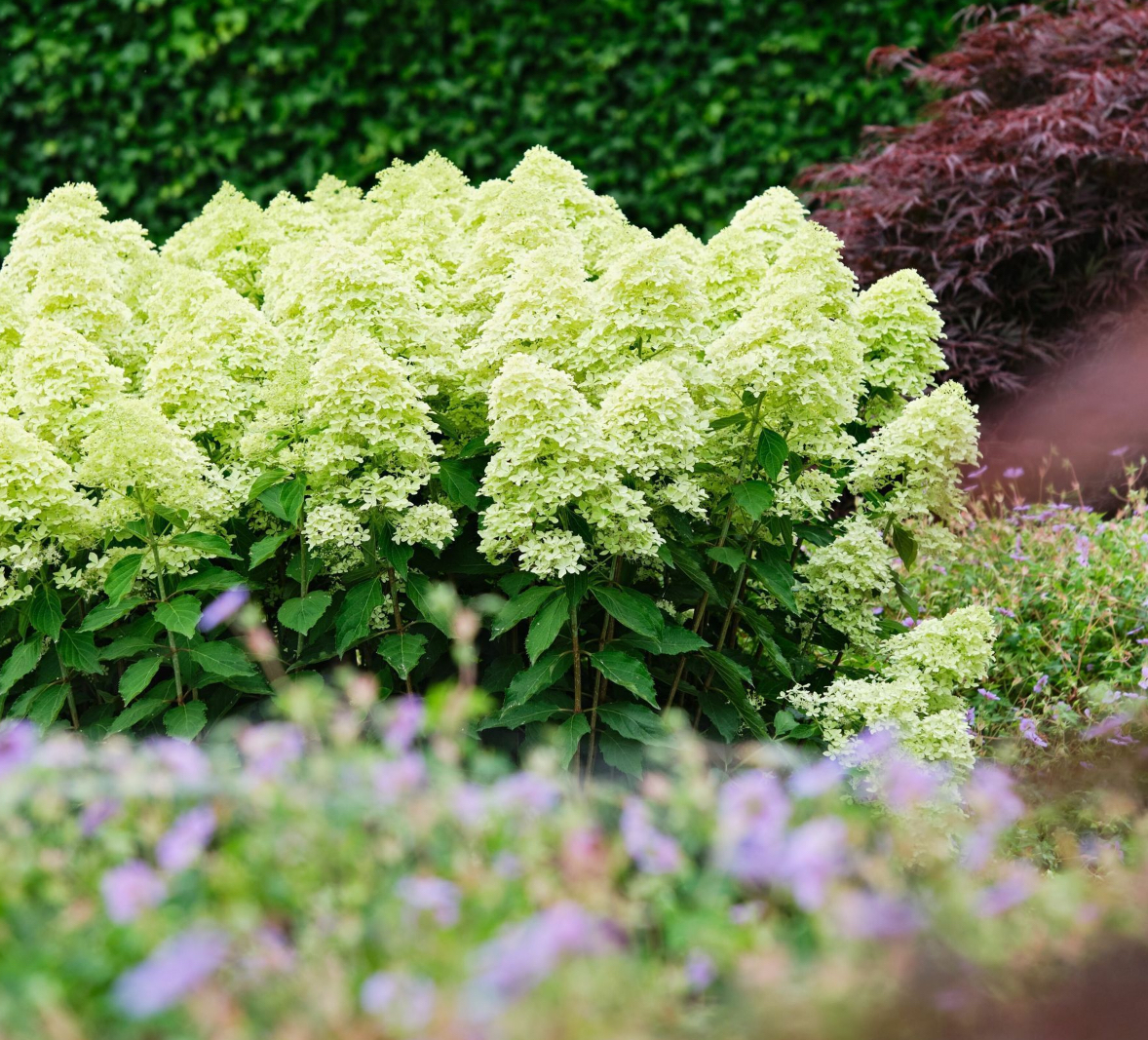 Гортензія лайм спаркл 3 л 4 річна