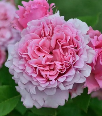 🌹 Троянда плетиста "Бенвеню"