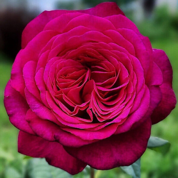 Роза Гете — Johann Wolfgang von Goethe Rose