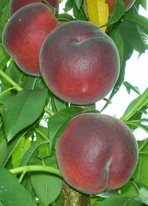 Персик Роял Самер