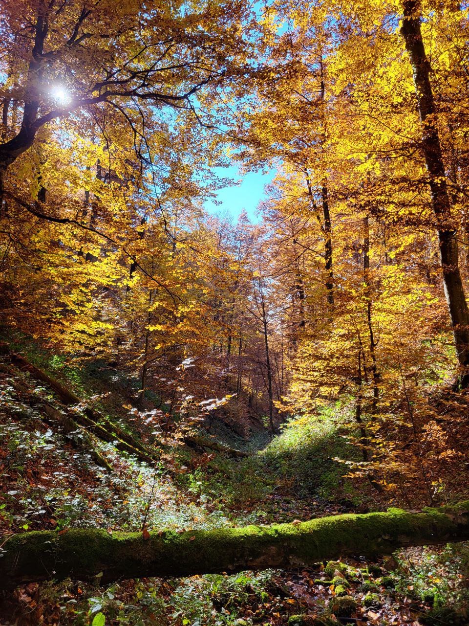 Золота Боржава