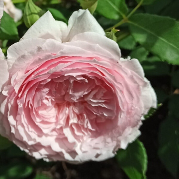 Шиолі — Shioli