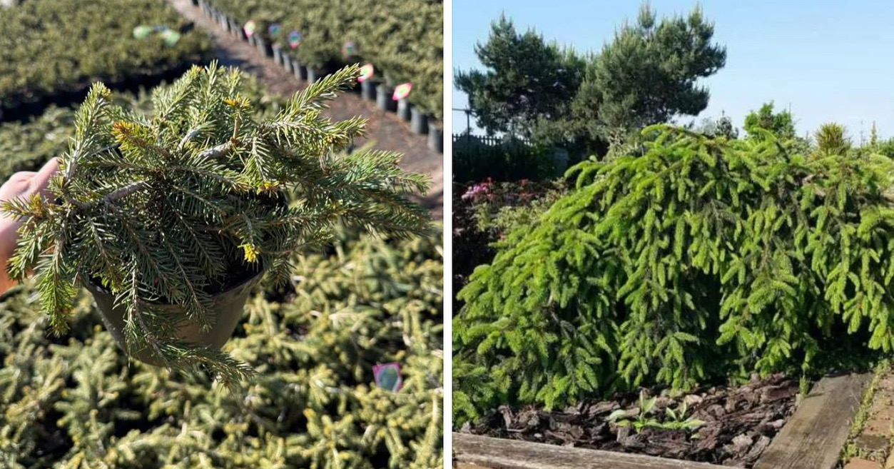 Ялинка форманек 3 л