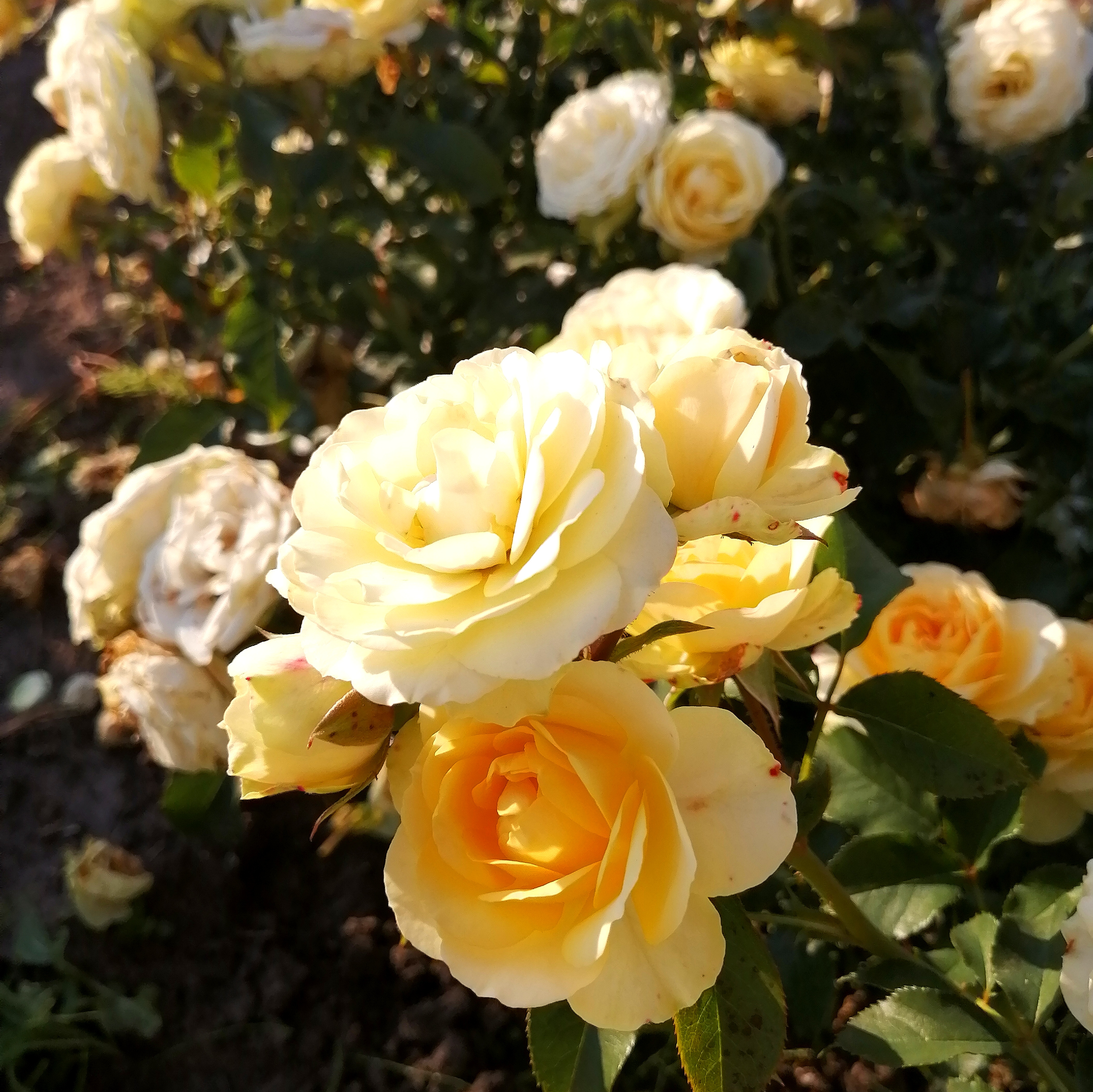 БАНДОЛЕРО( Bandolero) сучасний зрізочний спрей