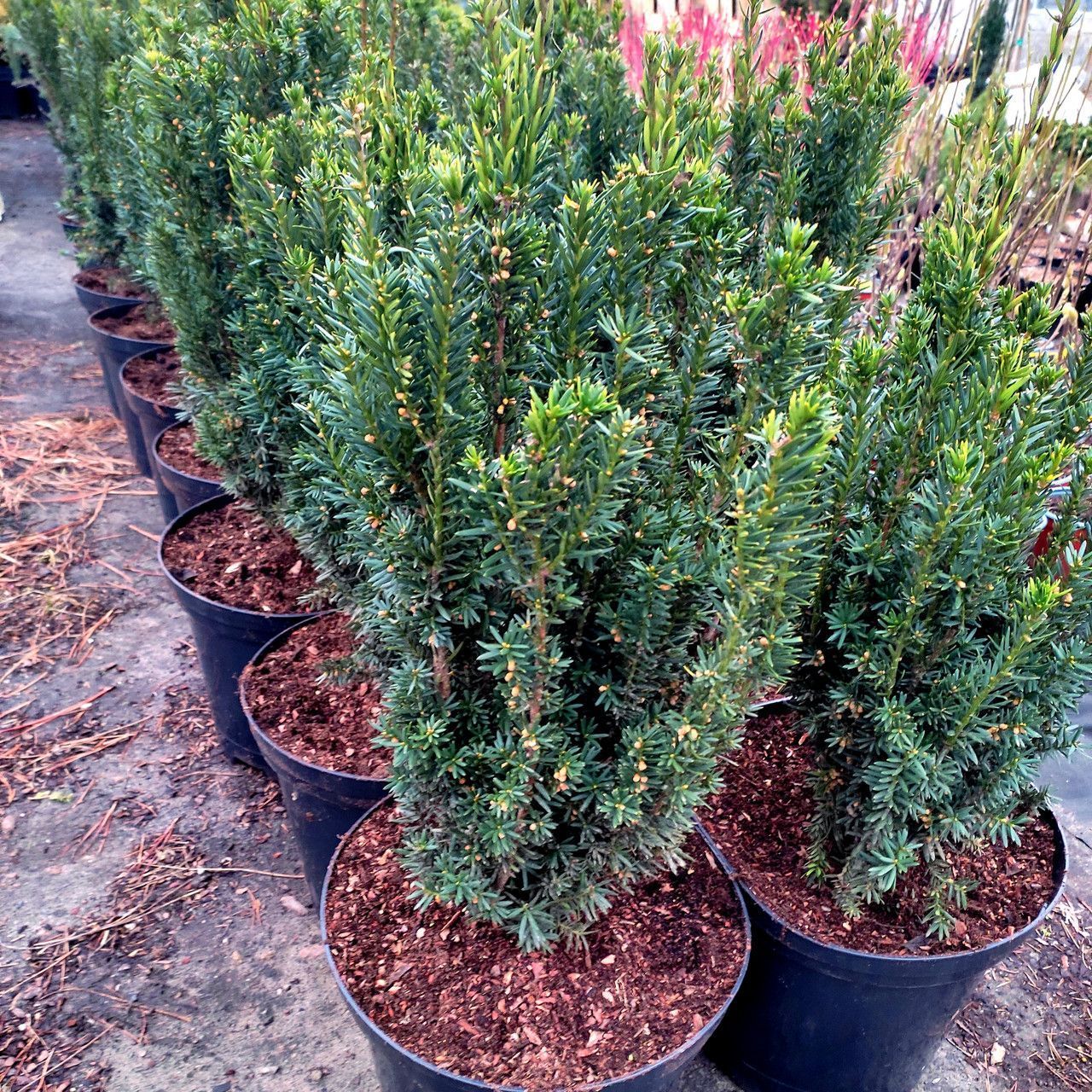 🌿 Тис 'Hilli' (Taxus × media 'Hilli') в касеті