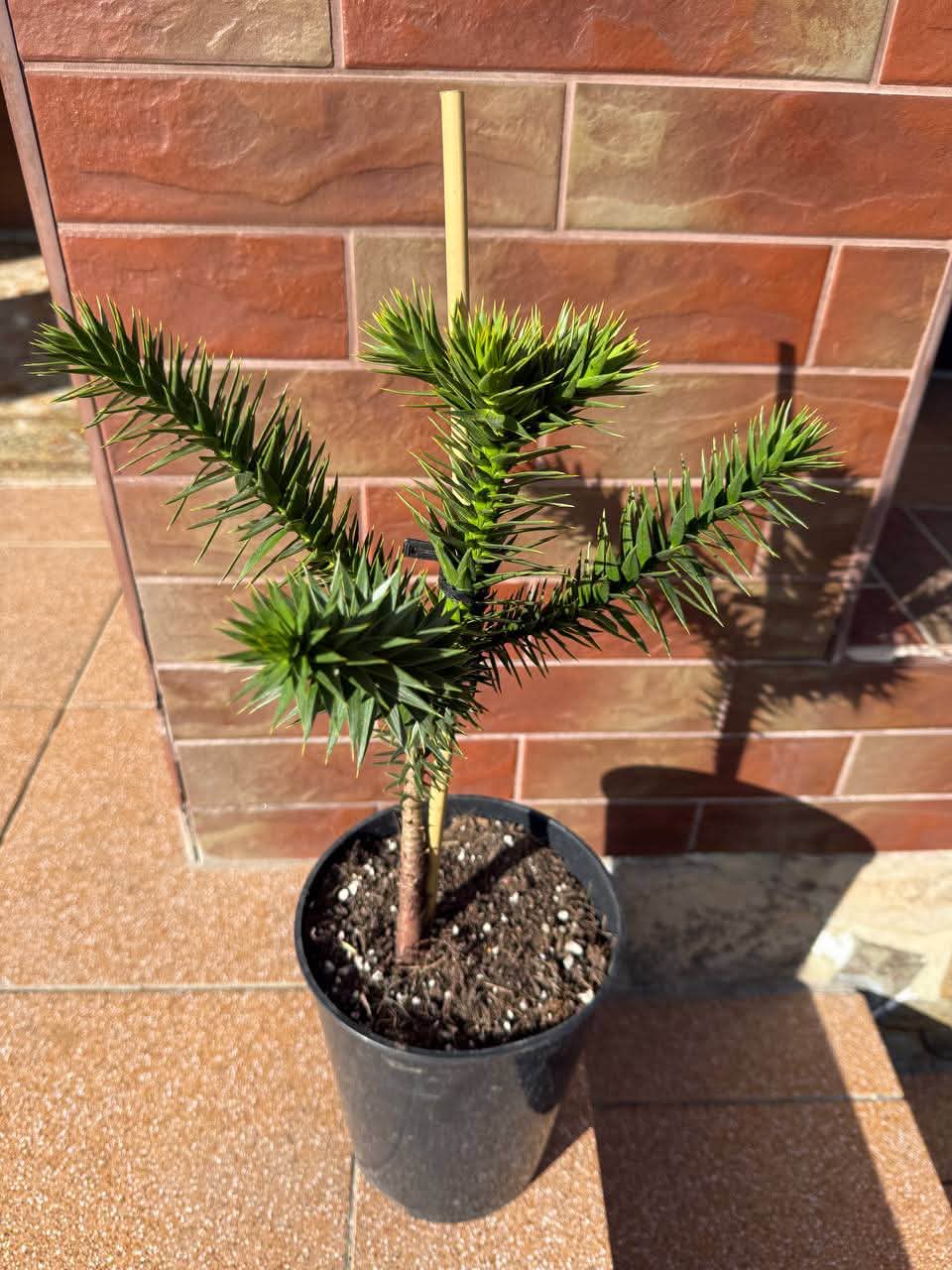 Араукарія (Araucaria)