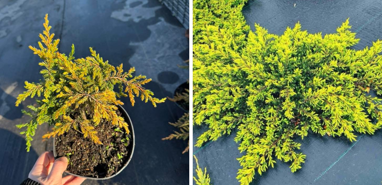 Ялівець голден шатс 1,5 л