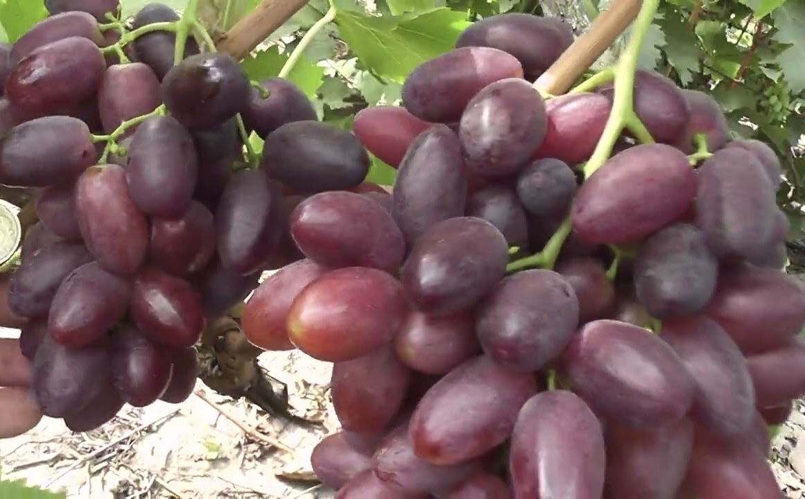 Сюзанна(червона пуля)