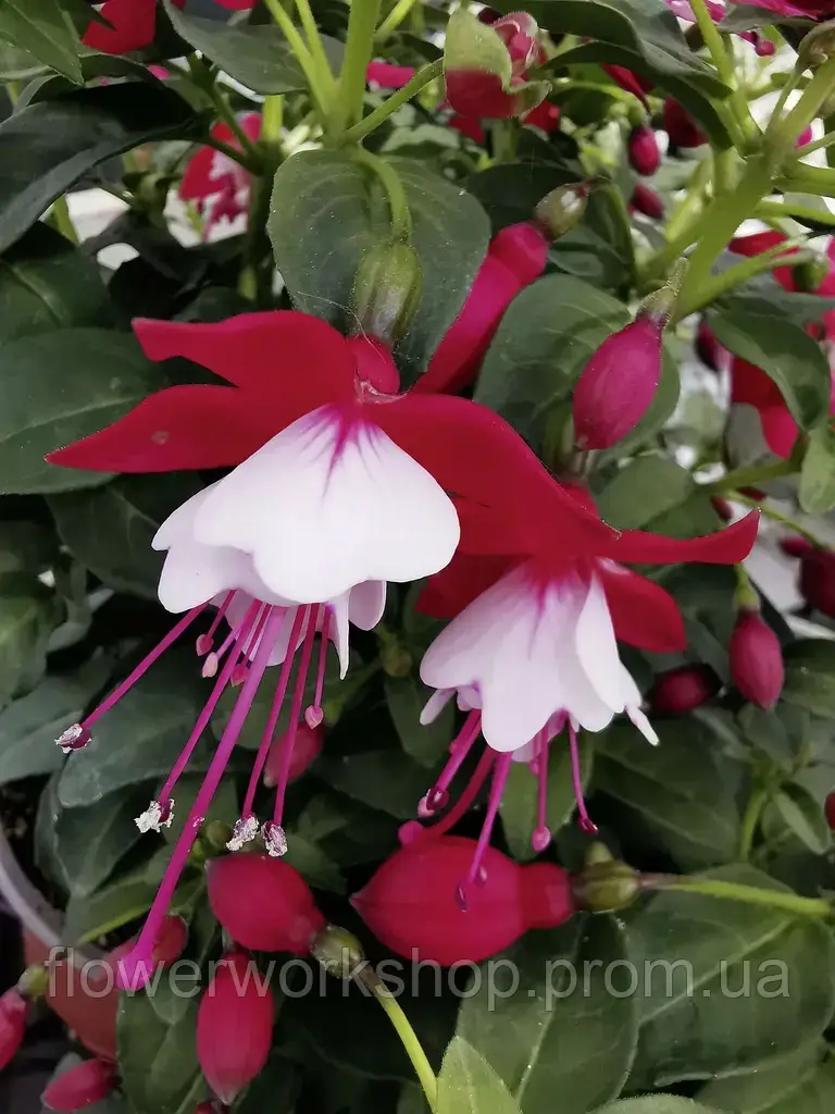 Фуксия Shadow Dancer Anna (касетна розсада)