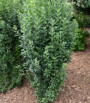 🌿 Бірючина "Straight Talk"