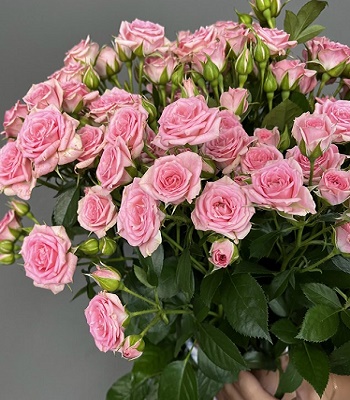 🌹 Троянда спрей "Лідія"