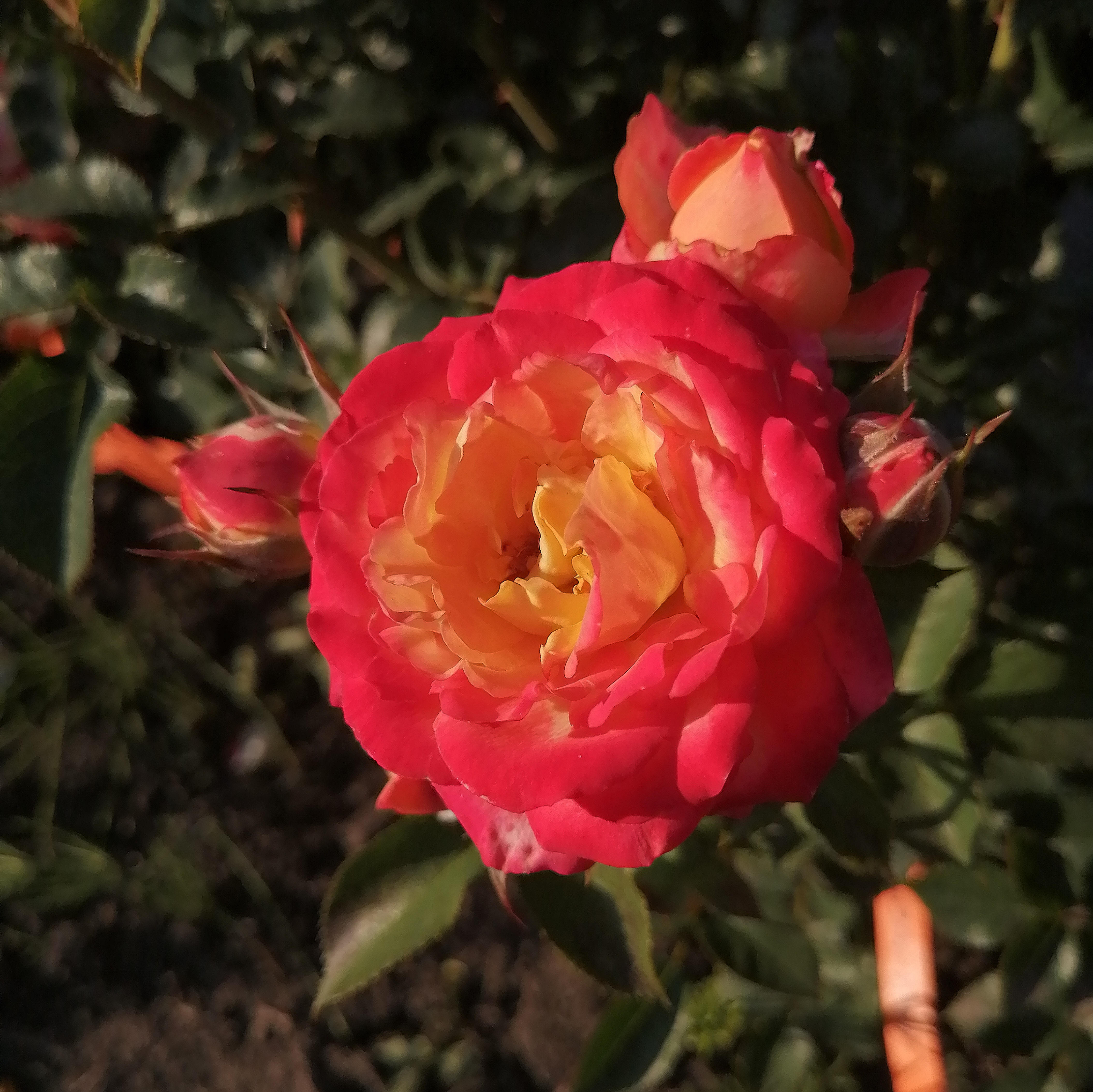 ТРОПІКАЛ ФОЛІС( Tropical Folies) сучасний великоквітковий спрей