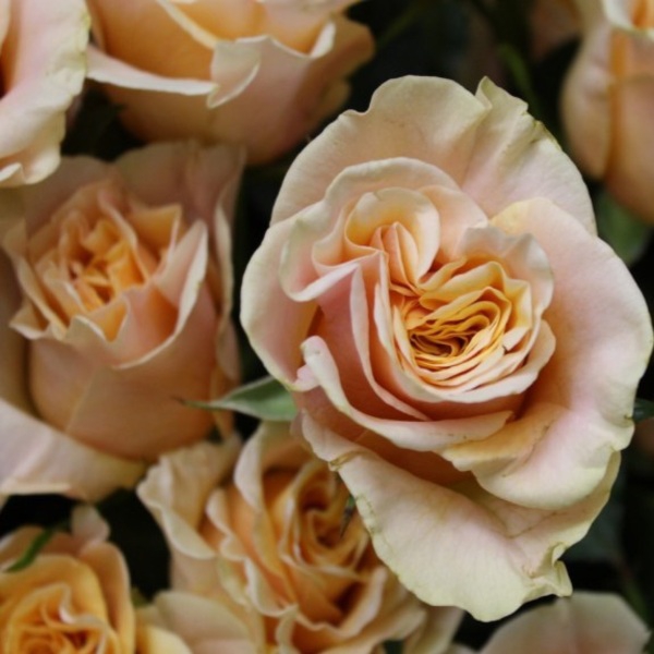 Фенікс — Phoenix