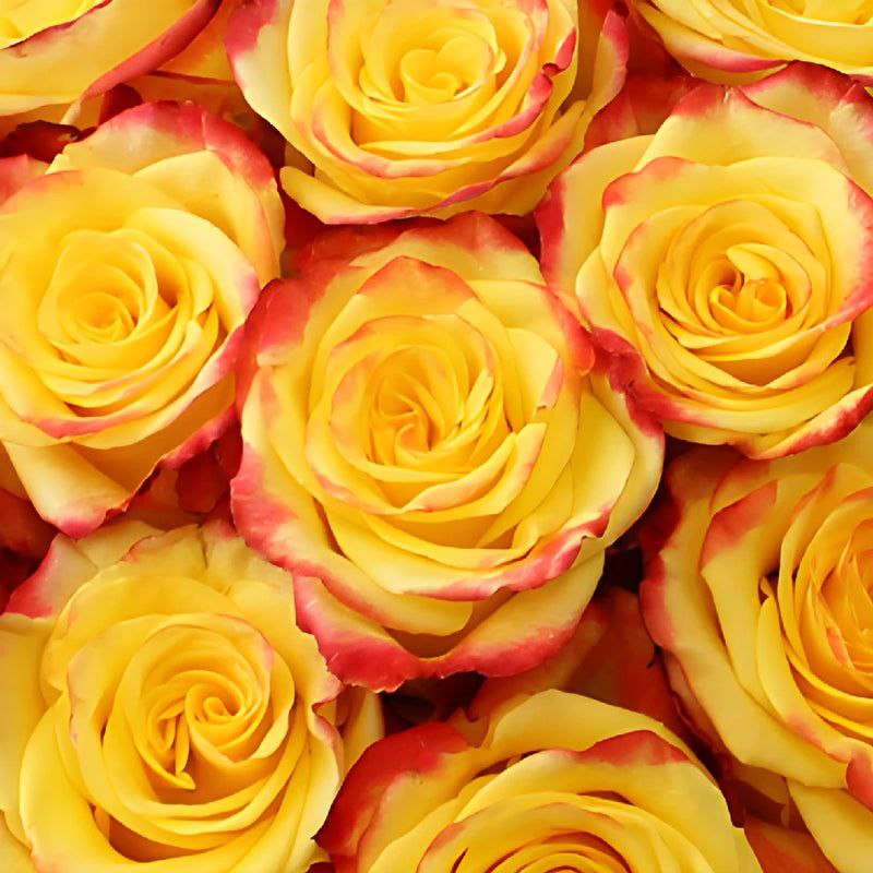 Хай оф Флейм (High & Flame)