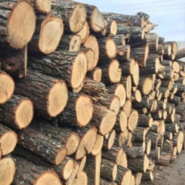 Метрові дрова - Дуб/Ясень - 1 складометр