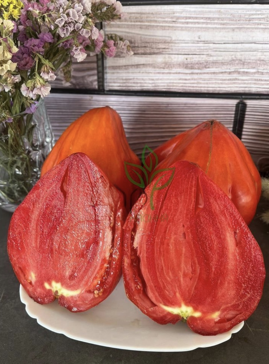 Помідор давнє серце акві терме 12 насінин